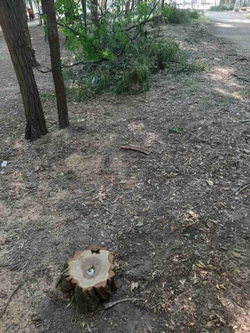 В городском парке сносят аварийные деревья