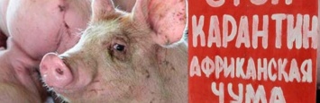 «Свиной» карантин: на Днепропетровщине обнаружили вспышку африканской чумы свиней