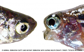 Ученые произвели необычную мутацию рыбок данио-рерио