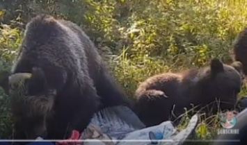 Семья медведей нагло ограбила туристов на пикнике - звери были очень голодные