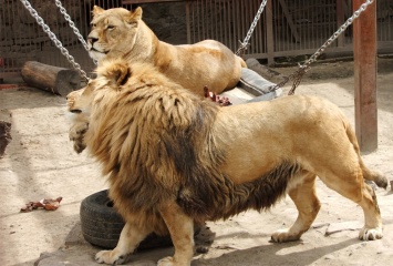 В Харьковском зоопарке отметили Всемирный день льва (фото, видео)