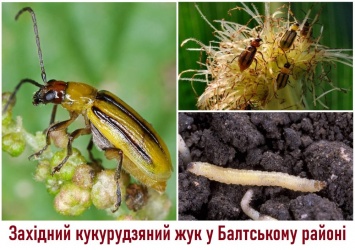 Нашествие западного кукурузного жука: в Одесской области ввели новый карантин