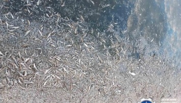 На Днепровско-Бугском лимане погибли около 1,6 миллиона рыб