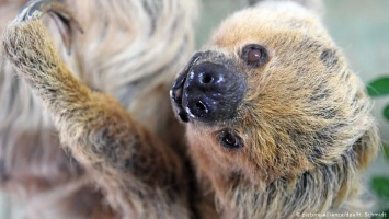 В Германии умер самый старый в мире ленивец (фото)