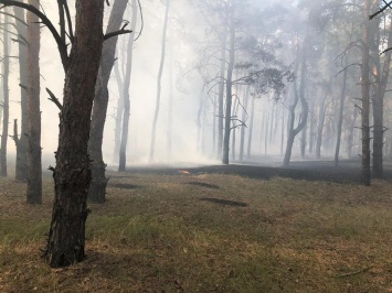 Снова горел Балабановский лес в Корабельном районе - и снова поджог (ФОТО)