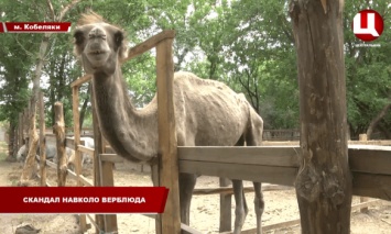Живой скелет: В эко-парке Полтавской области живет верблюд на грани истощения