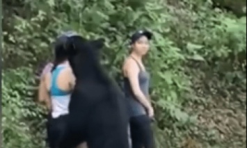 В эко-парке Мексики медведь обнимал и обнуюхивал девушку: Его поймали и кастрировали