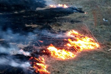 На Донбассе растет количество лесных пожаров