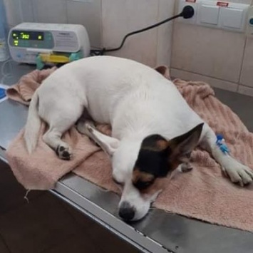 «Истекала кровью»: в Днепре живодеры отравили собачку Линду