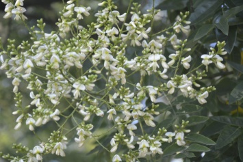 В Криворожском ботаническом снова весна: цветение софоры японской