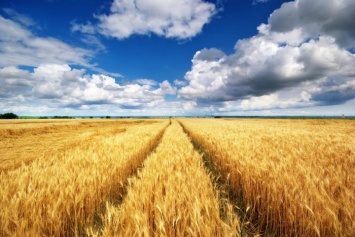 В Акимовке фермер растил пшеницу на чужой земле