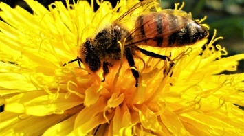 Днепрянам на заметку: что делать при укусе пчелы