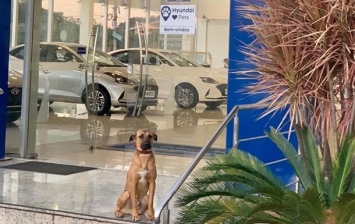 Бездомную собаку приняли на работу в автосалон (фото)