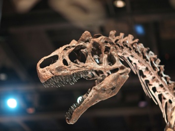 В Великобритании случайно обнаружили новый вид динозавров