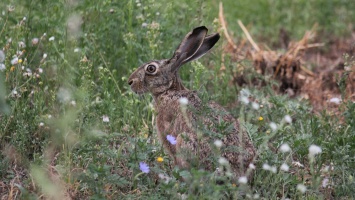 Фотоохота: в пригороде Никополя живет заяц-русак