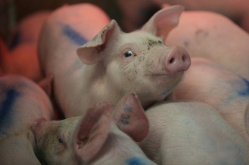 В Украине ожидается падение цен на свинину - прогноз