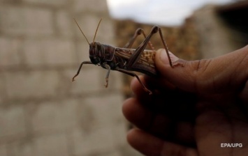 Американские военные возьмут на вооружение саранчу