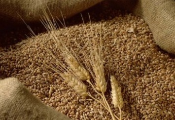 Минэкономики согласовало предельный объем экспорта пшеницы