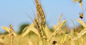 Украина ограничила экспорт пшеницы в сезоне 2020/21 к уровню 17,5 млн т