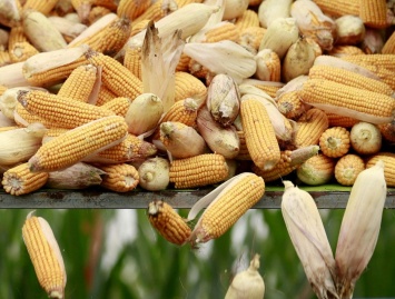 Минэкономики ухудшило прогноз по зерновым из-за потерь урожая кукурузы