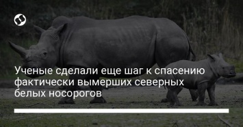 Ученые сделали еще шаг к спасению фактически вымерших северных белых носорогов