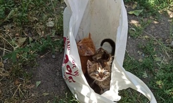 В Приморске экс-владелец выбросил двухмесячных котят в завязанном пакете на мусорку (ФОТО)