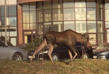 В Киеве погиб знаменитый лось