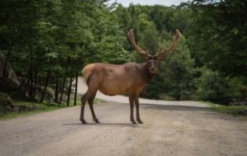 В Киеве сбили лося, который был звездой соцсетей (фото)