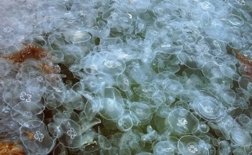 На берег Азовского моря в Крыму выбросило тысячи медуз