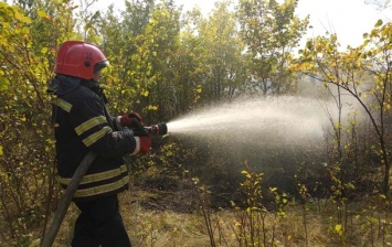 Спасатели на Луганщине тушат масштабный пожар