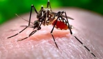 В США создали "биобомбу" - в природу выпустят сотни миллионов комаров-самоубийц