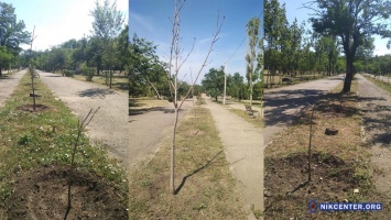 В Адмиралтейском парке Николаева засохло полсотни деревьев, посаженых год назад