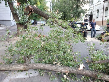 Сильный ветер в Днепре: на дорогу обрушились деревья, оборваны кабеля