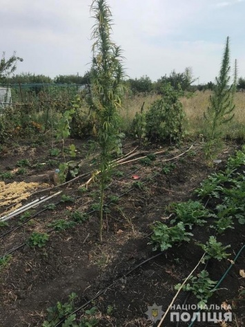 Харьковчанка выращивала у себя на огороде более 40 кустов конопли, - ФОТО