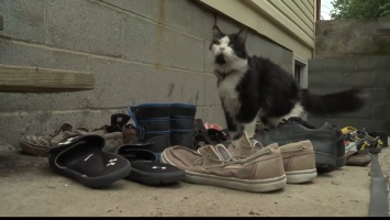 Жительница США создала в Facebook сообщество для соседей, чтобы возвращать украденную ее котом обувь
