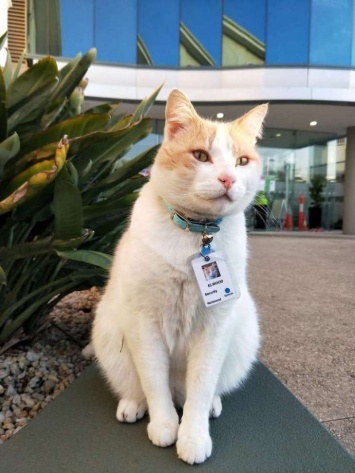 Кот устроился на работу в больницу