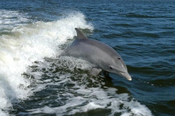 В Азовском море дельфины устроили водное представление для отдыхающих