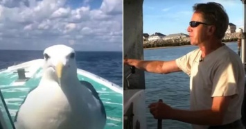 Американец спас чайку, которая рыбачит вместе с ним на протяжении 15 лет