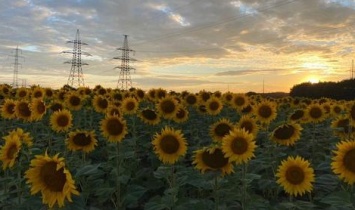 В Днепропетровской области нашли труп пропавшего мужчины