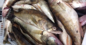 Украина нарастила экспорт рыбы и ракообразных почти на 15% - Госрыбагентство
