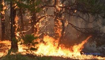 Из-за лесного пожара в Испании эвакуировали более двухсот человек