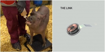 Илон Маск показал свиней-киборгов. На очереди люди