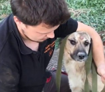 В Харькове волонтеры спасли собаку, которая провалилась в коммуникационный колодец