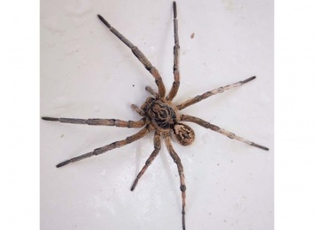 На Днепропетровщине редкий тарантул подкараулил женщину возле ее дома (ВИДЕО)