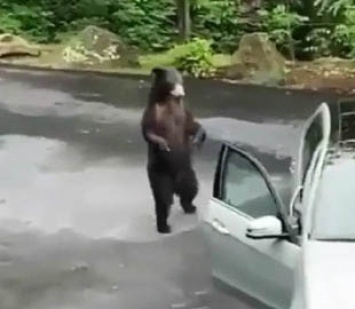 Забавный ролик из Сети: медведь-«угонщик» открыл дверцу Mercedes и пытался проникнуть в салон