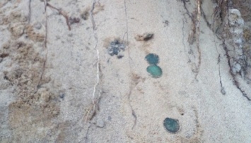 На месте, где нашли "Городницкое сокровище", обнаружили еще монеты