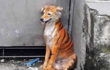 Посреди улицы заметили тигра, но это оказалось совсем другое животное - его история грустная (фото)