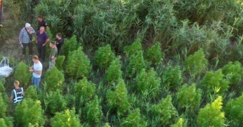 Огромная плантация конопли обнаружена под Одессой