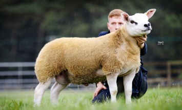 В Шотландии продали самую дорогую овцу в мире