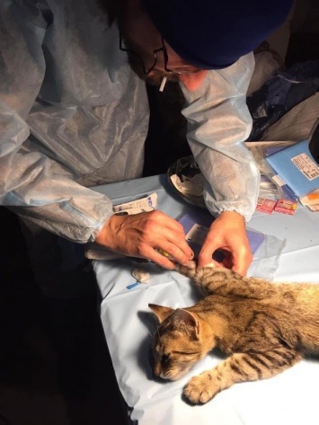 "Госпитальеры" стерилизуют животных под Мариуполем, - ФОТО